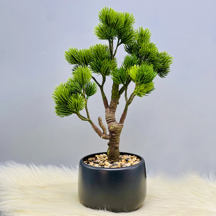 Alpine Picks Plant Alpine Picks Plant