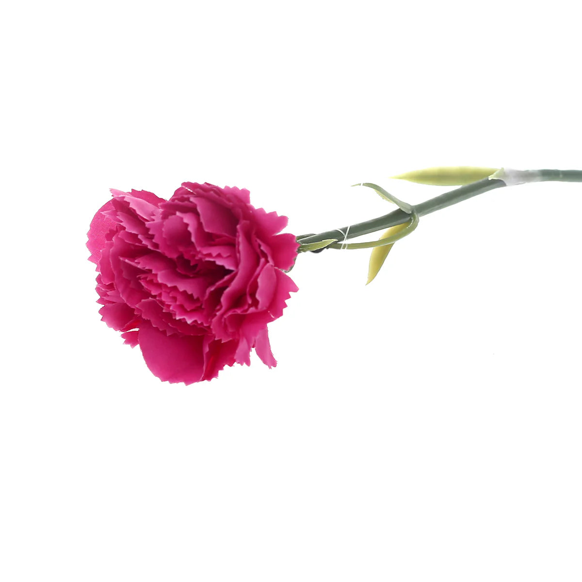 Carnation Single Flower Unspecified Carnation Single Flower Unspecified