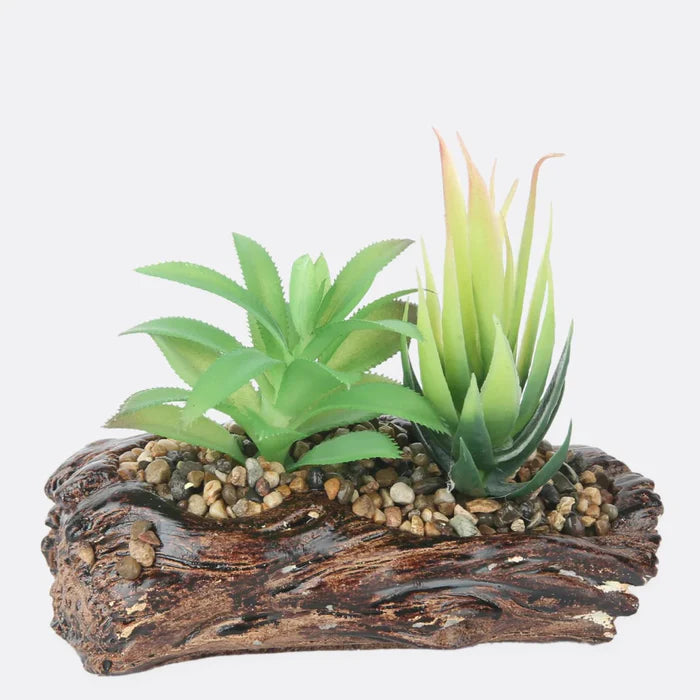 Succulent Plant With Stone Base Succulent Plant With Stone Base