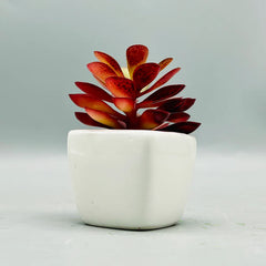 Tiny Crimson Plant & Pot