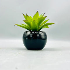 Starry Leaf Plant & Pot