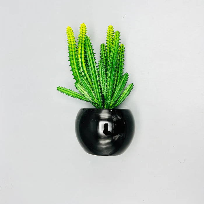 Cactus Plant & Pot