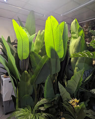 Banana Leaf Plant