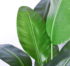 Banana Leaf Plant