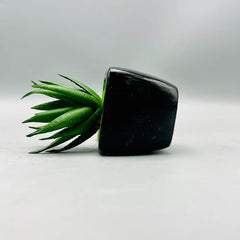 Mini Aloe Plant & Pot