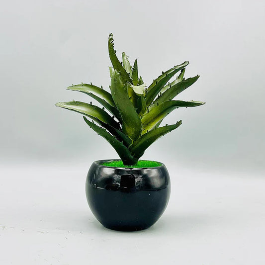 Aloe Plant & Pot