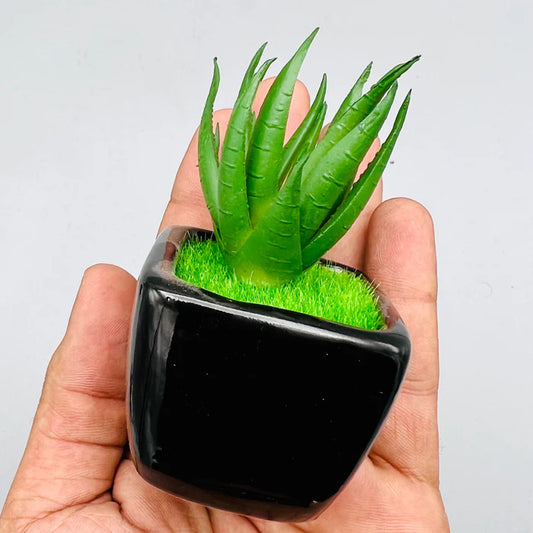 Mini Aloe Plant & Pot