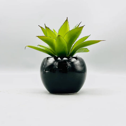 Starry Leaf Plant & Pot