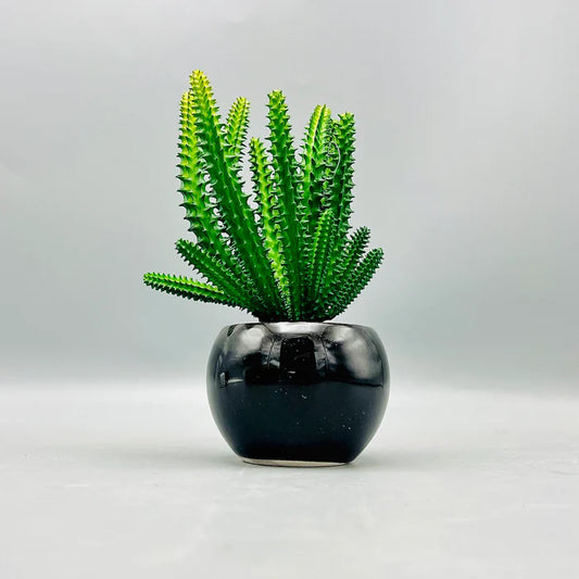 Cactus Plant & Pot