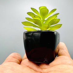 Tiny Crimson Plant & Pot