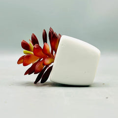 Tiny Crimson Plant & Pot