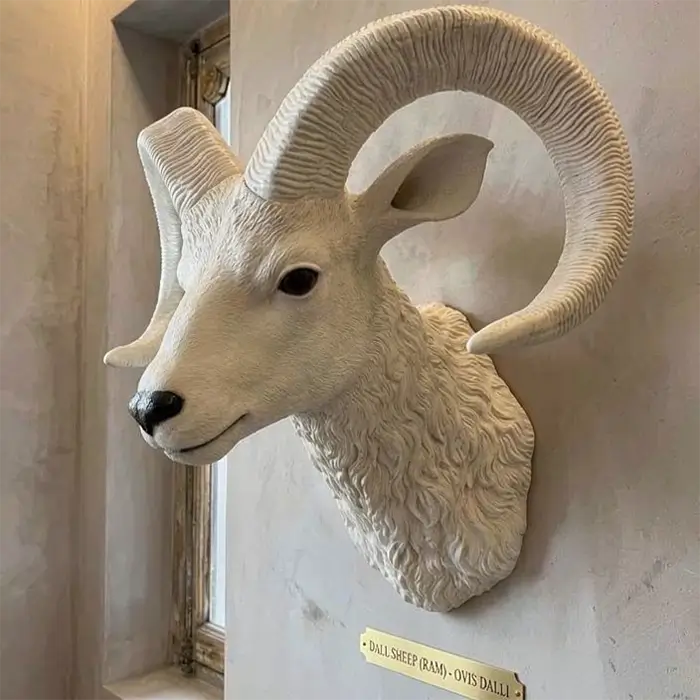 Sheep Shoulder Mount
