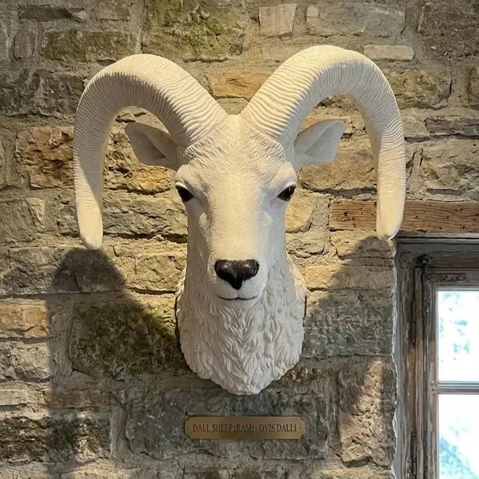 Sheep Shoulder Mount