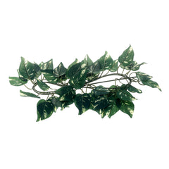 Green Vine Unspecified