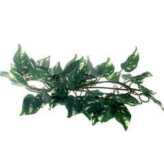 Green Vine Unspecified