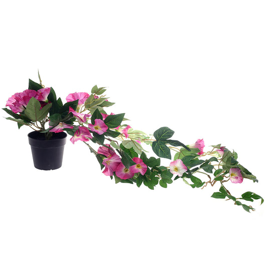 Petunias Hanging Plants Unspecified