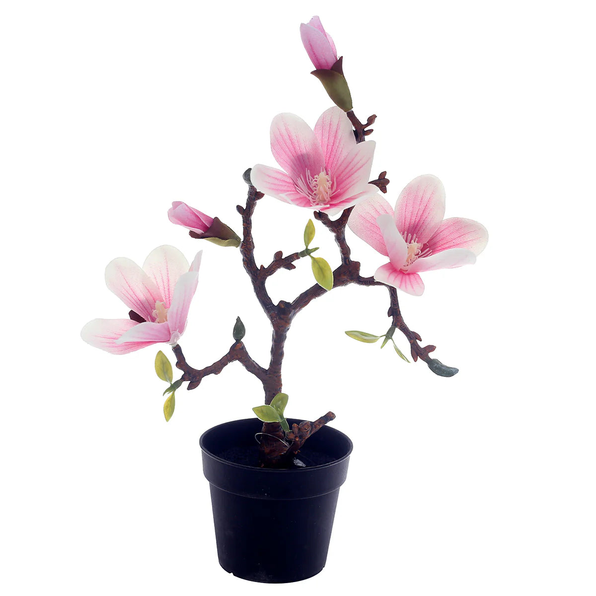 Magnolia Bonsai.Unspecified...24216