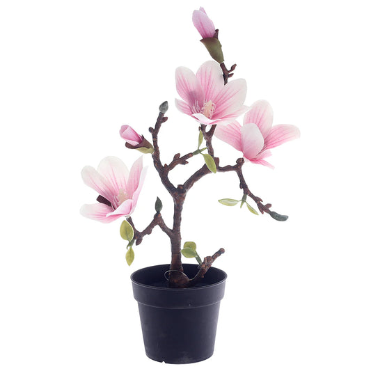 Magnolia Bonsai.Unspecified...24216