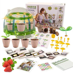 Plant Grow Sun Room Toy For Kids